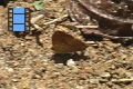Scene_7e_Marpesia on ground